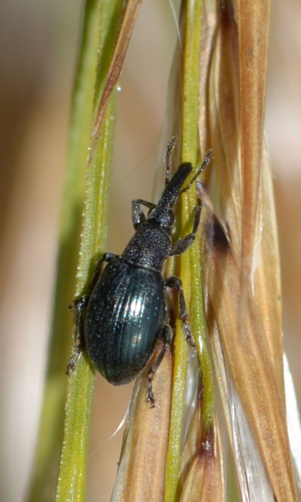 Curculionidae da id.  No, Apionidae: Aspidapion aeneum